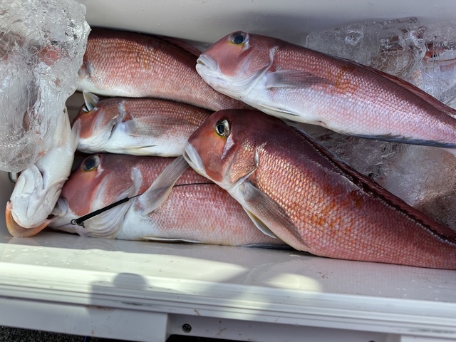 アマダイ(アカアマダイ)