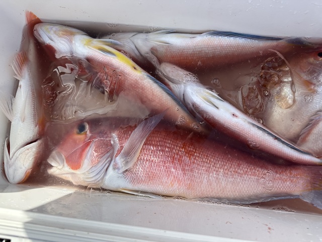 アマダイ(アカアマダイ)