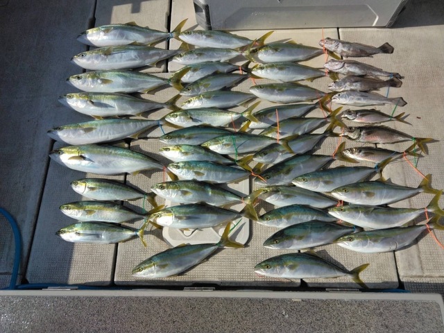 アジ(マアジ)・ハマチ(ブリ)・メジロ(ブリ)・クログチ