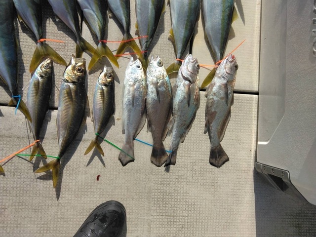 アジ(マアジ)・クログチ