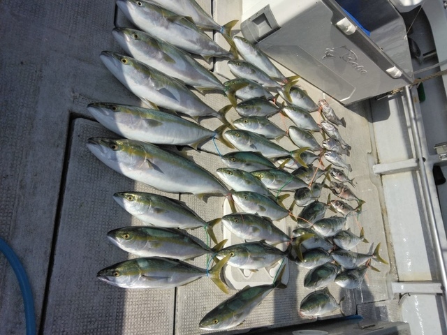 アジ(マアジ)・ハマチ(ブリ)・メジロ(ブリ)・クログチ