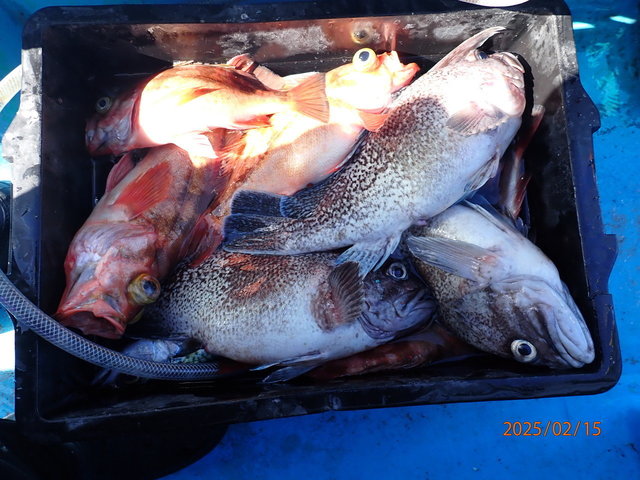 マゾイ(キツネメバル)・オキメバル(ウスメバル)