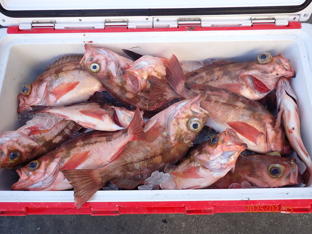 オキメバル(ウスメバル)