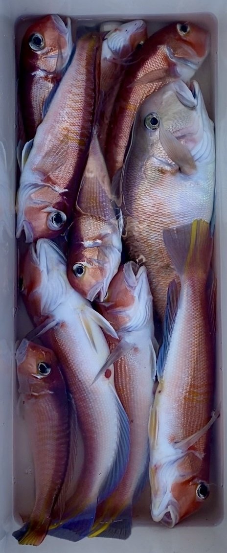 アマダイ(アカアマダイ)