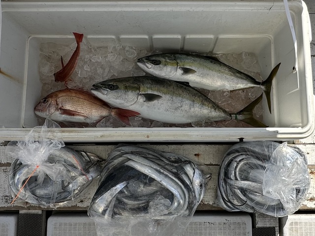 マダイ・イナダ(ブリ)・ワラサ(ブリ)・タチウオ・カナガシラ