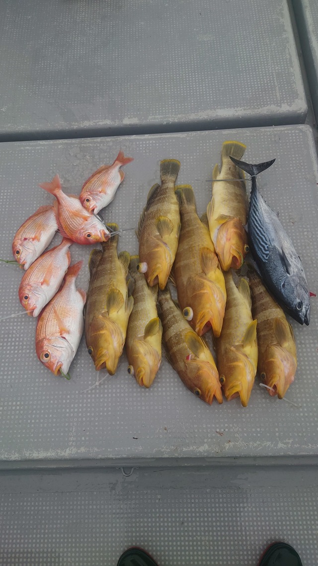 アオナ(アオハタ)