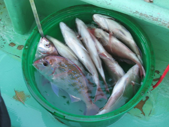 ハナダイ(チダイ)