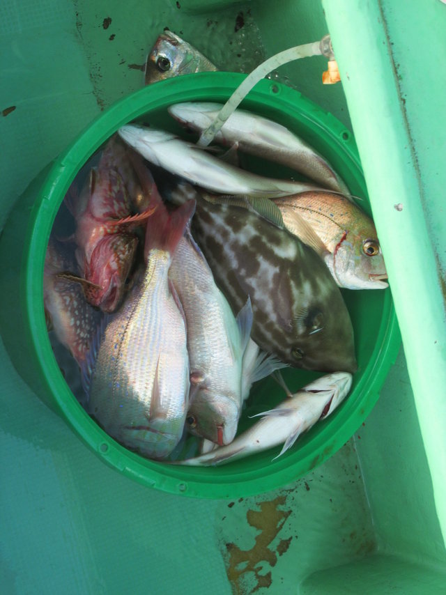 ハナダイ(チダイ)・カサゴ