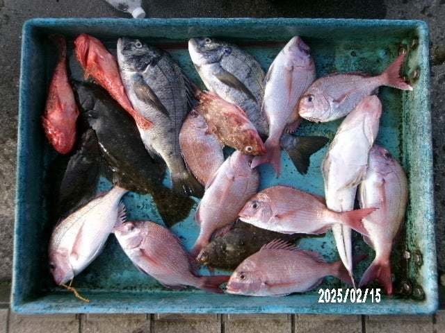 マダイ・クロダイ・オニカサゴ・カサゴ・ムシガレイ