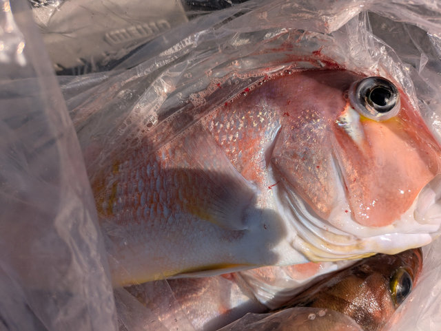 アマダイ(アカアマダイ)