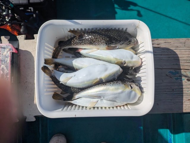 フグ(ショウサイフグ)