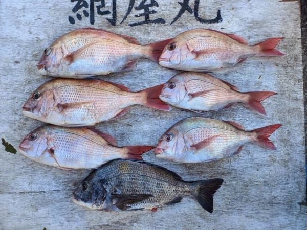 マダイ・クロダイ