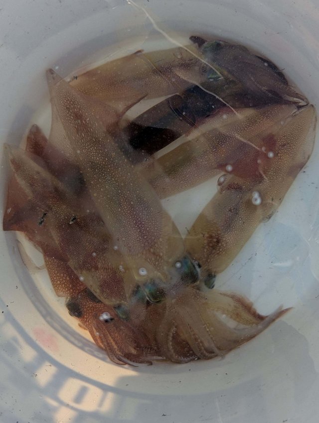 ヤリイカ・スルメイカ