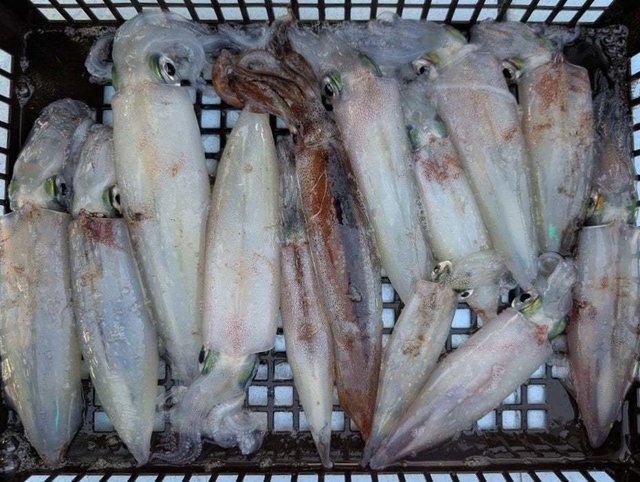 ヤリイカ・スルメイカ