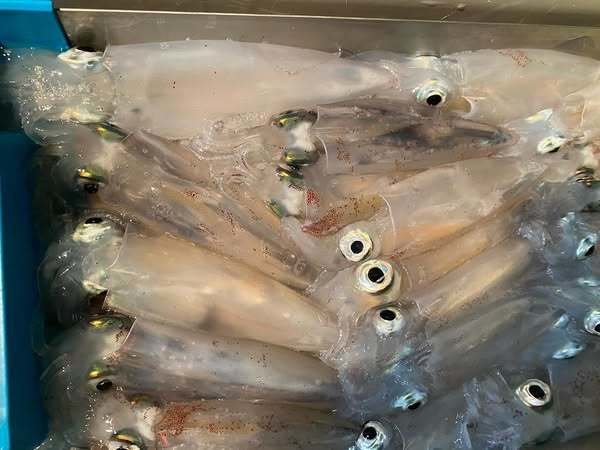 マルイカ(ケンサキイカ)