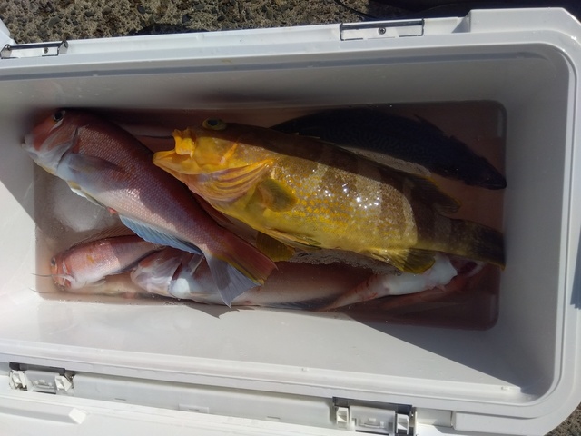 アマダイ(アカアマダイ)