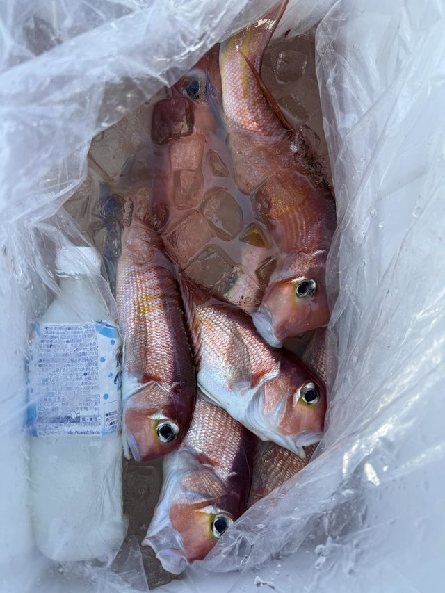 アマダイ(アカアマダイ)