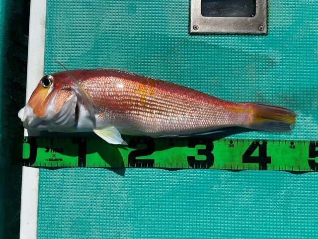 アマダイ(アカアマダイ)