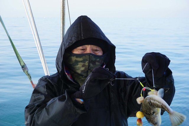 ショウサイフク(ショウサイフグ)