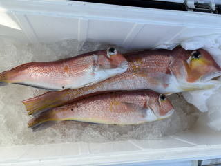 アマダイ(アカアマダイ)