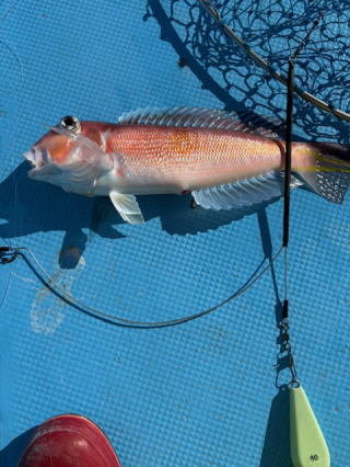 アマダイ(アカアマダイ)