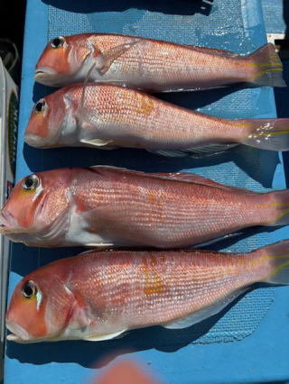 アマダイ(アカアマダイ)