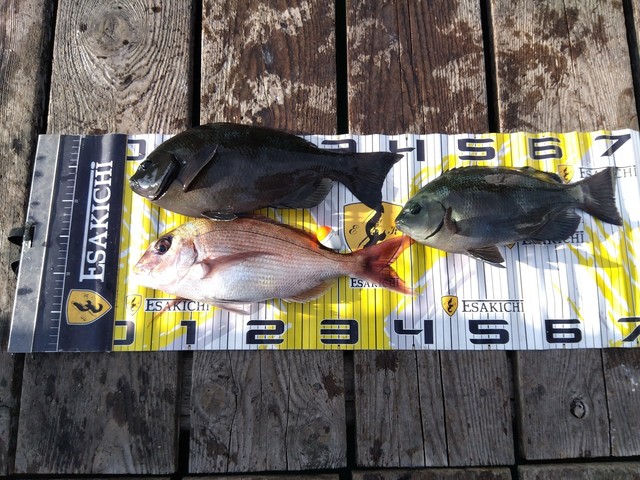 マダイ・クチブトグレ(メジナ)