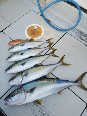 アコウ(キジハタ)・ヤズ(ブリ)・ヒラマサ