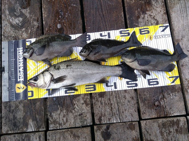 クチブトグレ(メジナ)・スズキ