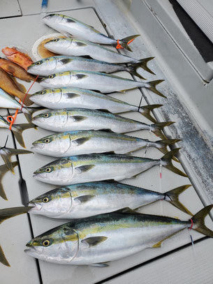 ブリ・ヒラマサ