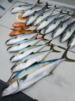 ブリ・ヒラマサ