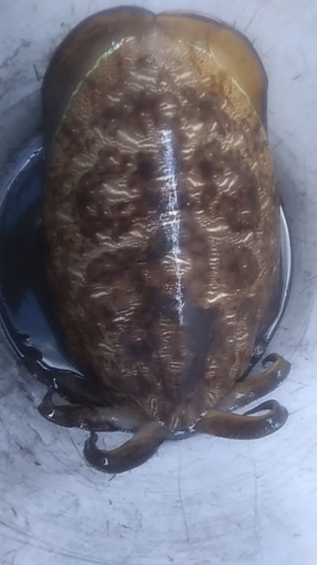 モンゴウイカ(カミナリイカ)