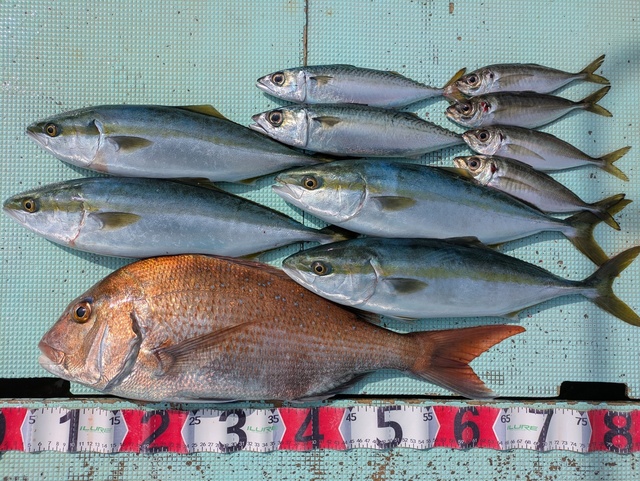 タイ(マダイ)・ハマチ(ブリ)・マサバ