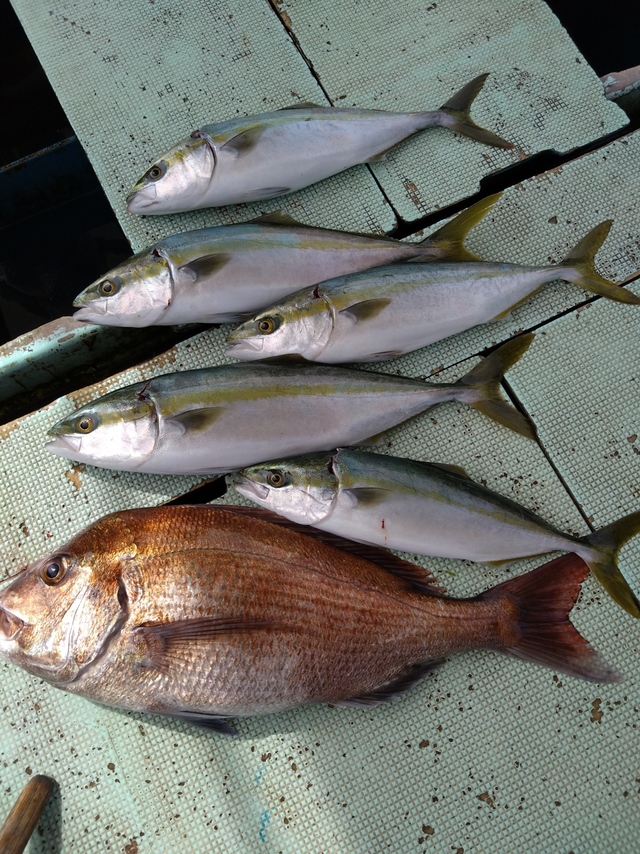 タイ(マダイ)・ハマチ(ブリ)