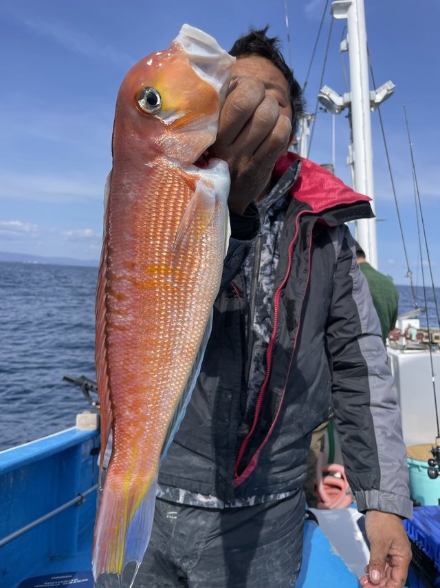 アマダイ(アカアマダイ)