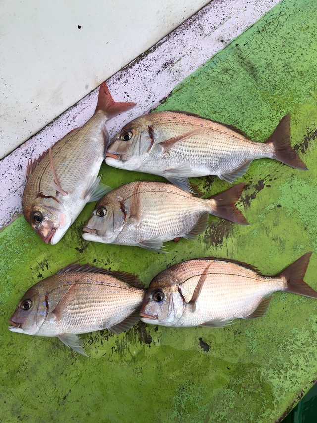 ハナダイ(チダイ)