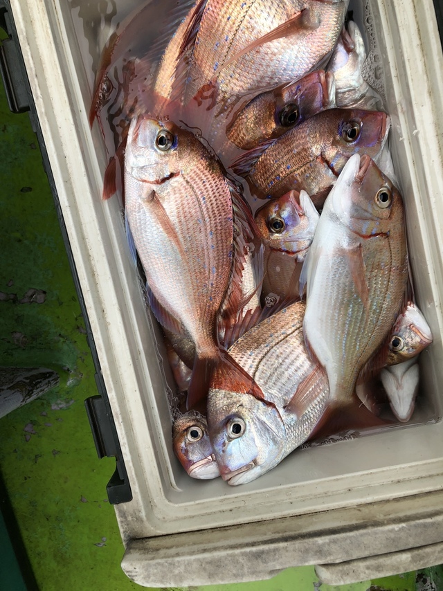 ハナダイ(チダイ)