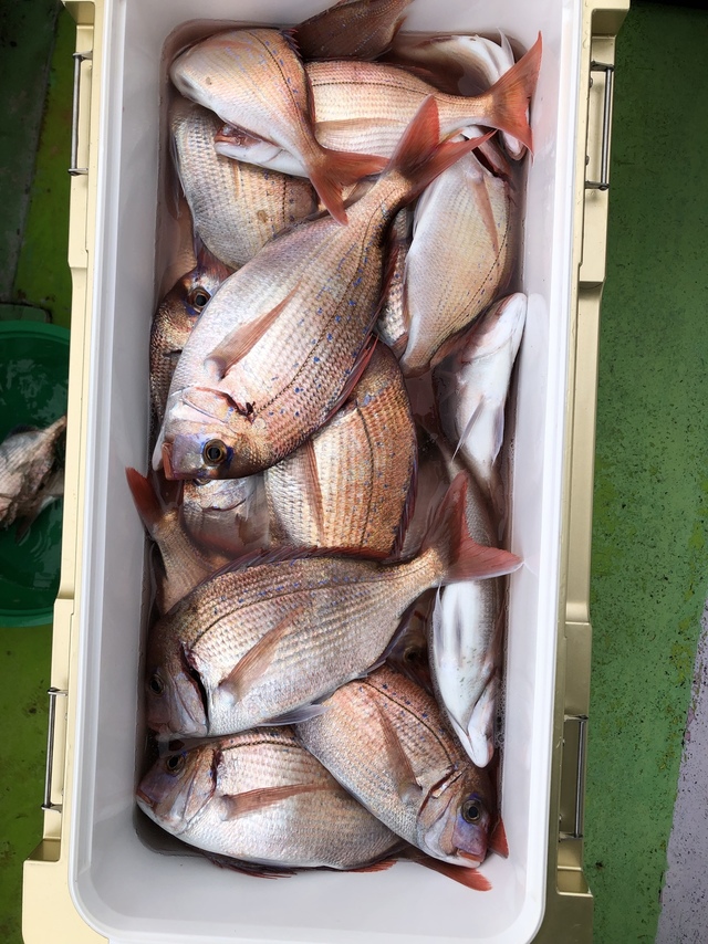 ハナダイ(チダイ)