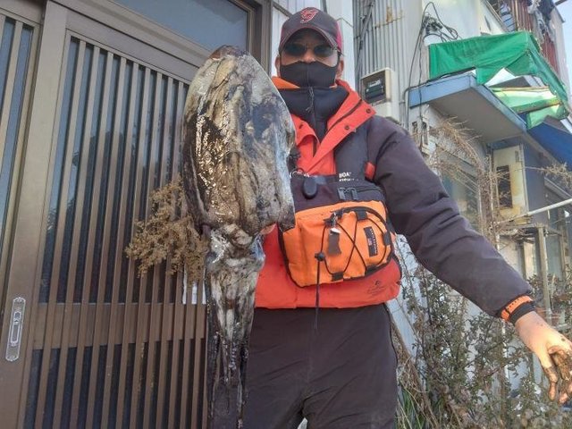 スミイカ(コウイカ)・カミナリイカ