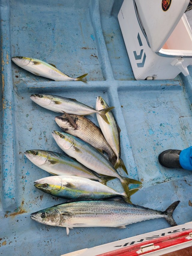 マダイ・イナダ(ブリ)