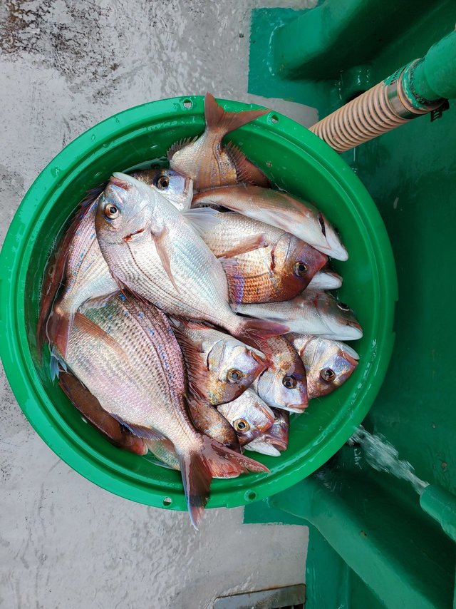 ハナダイ(チダイ)