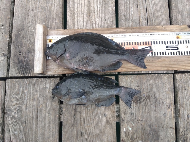 クチブトグレ(メジナ)