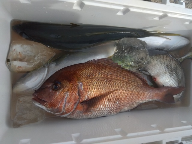 マダイ・イナダ(ブリ)