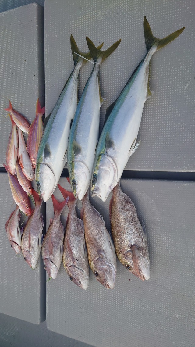 マダイ・ヤズ(ブリ)