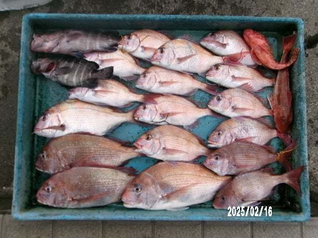 マダイ・マハタ・オニカサゴ・ホウボウ・カナガシラ