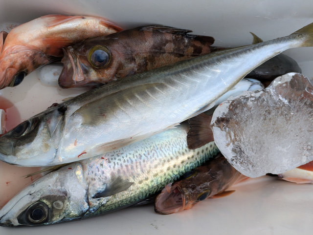 アジ(マアジ)・カサゴ・メバル・ウスメバル・サバ(ゴマサバ)