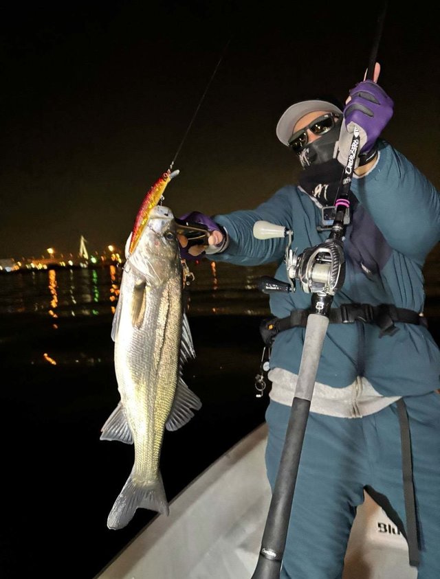 シーバス(スズキ)