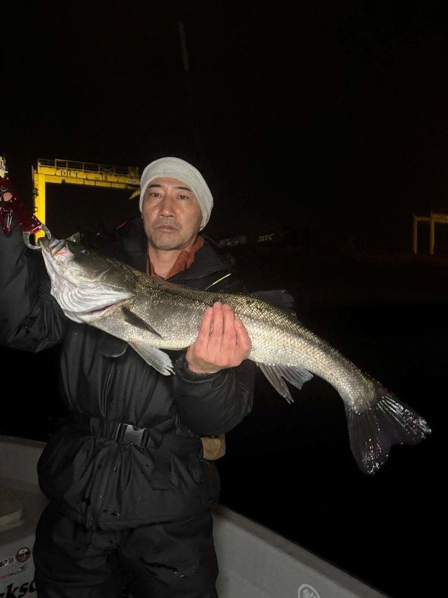 シーバス(スズキ)