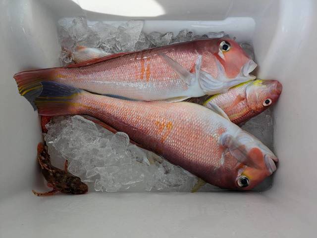 アマダイ(アカアマダイ)