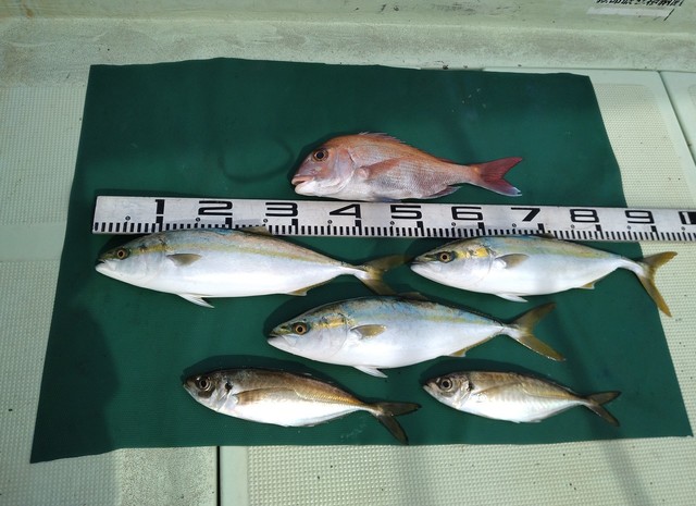 マダイ・マアジ・ハマチ(ブリ)